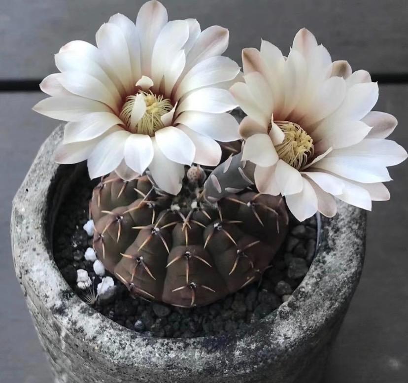 4-5cm Gymnocalycium bodenbenderianum