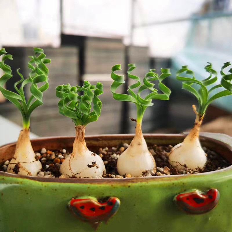 2-4cm Albuca namaquensis（Maybe remove some leaves）