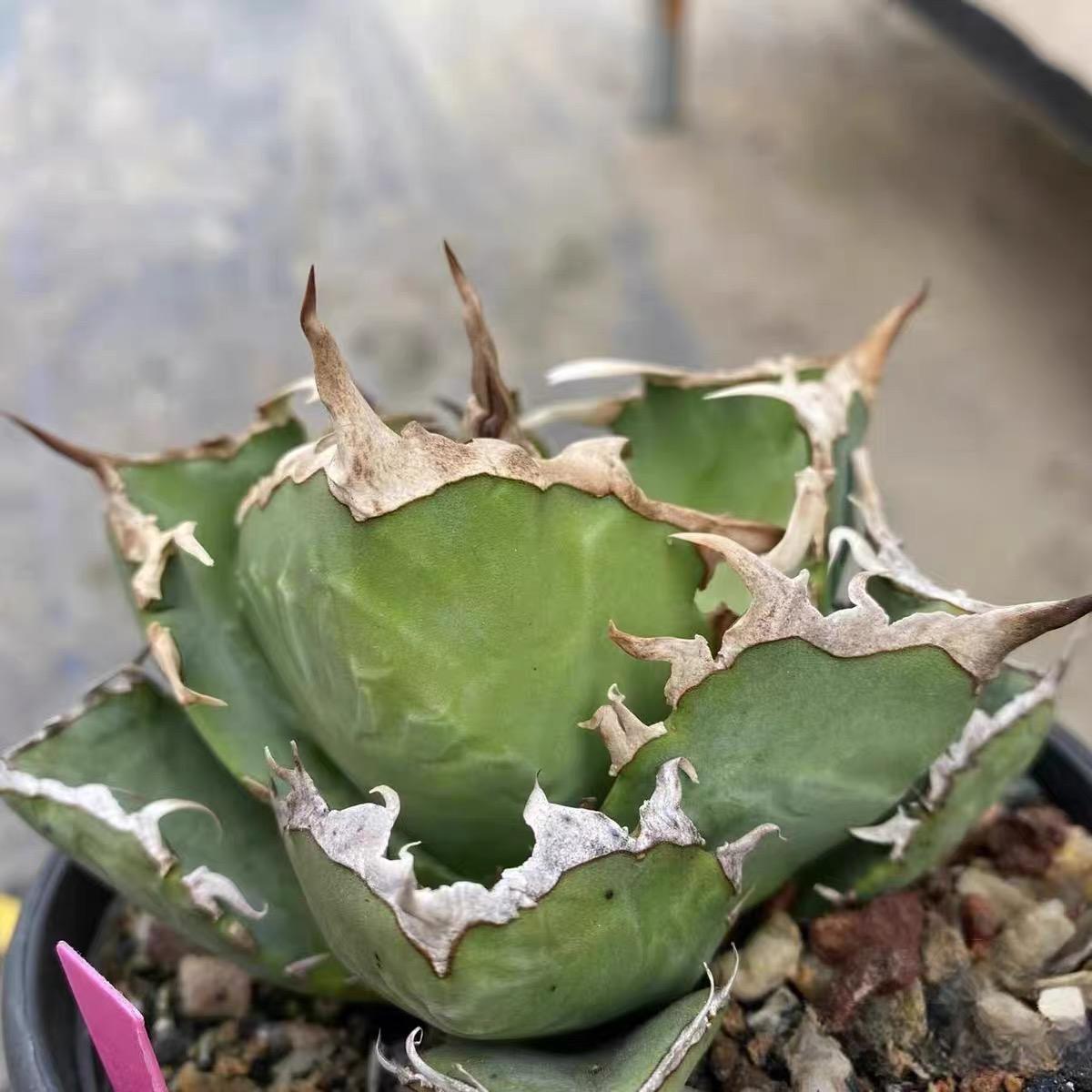 8-10cm Agave titanota  Crab（subadult）