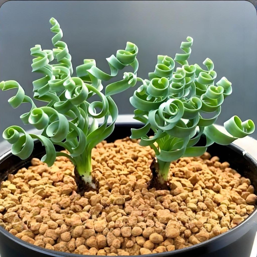 2-4cm Albuca namaquensis（Maybe remove some leaves）