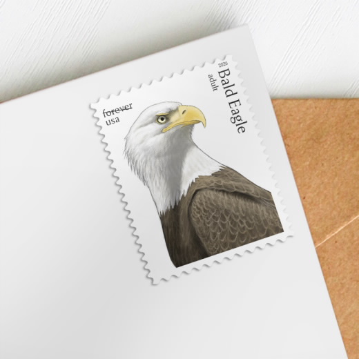 Bald Eagle: Hatchling to Adult 2026