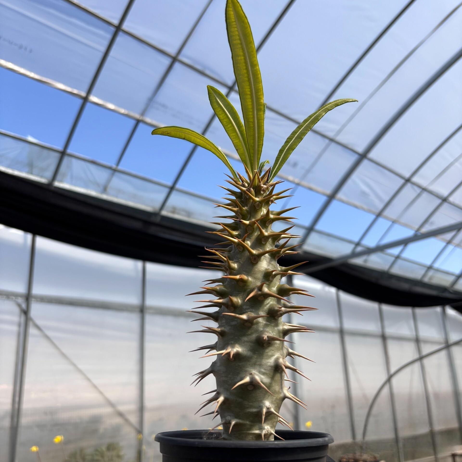 2-6cm pachypodium ambongense