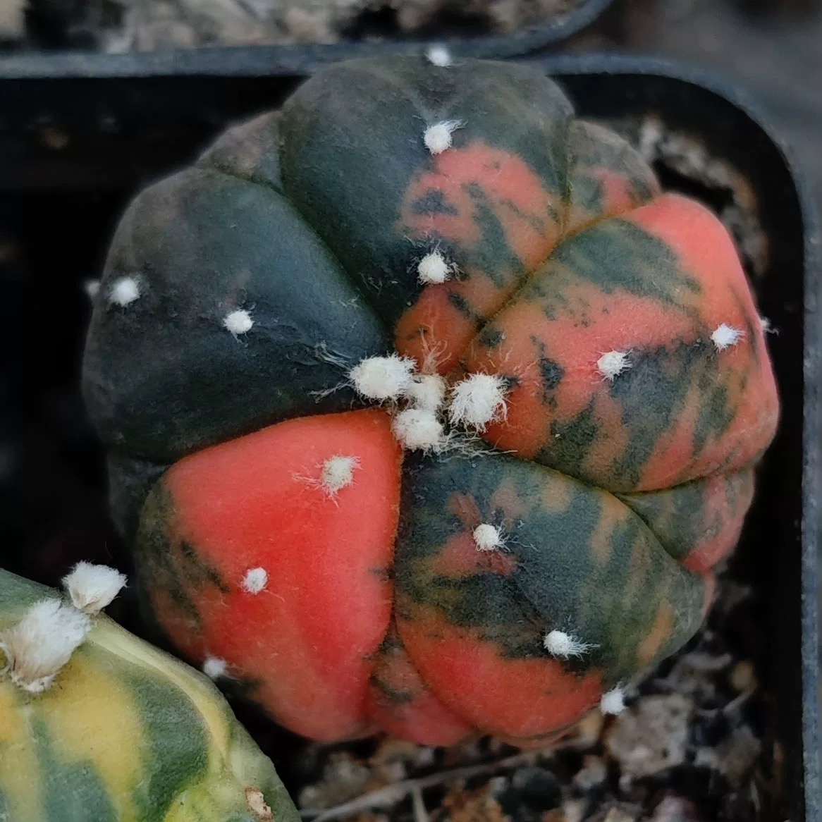 2-6cm Astrophytum asterias  variegated
