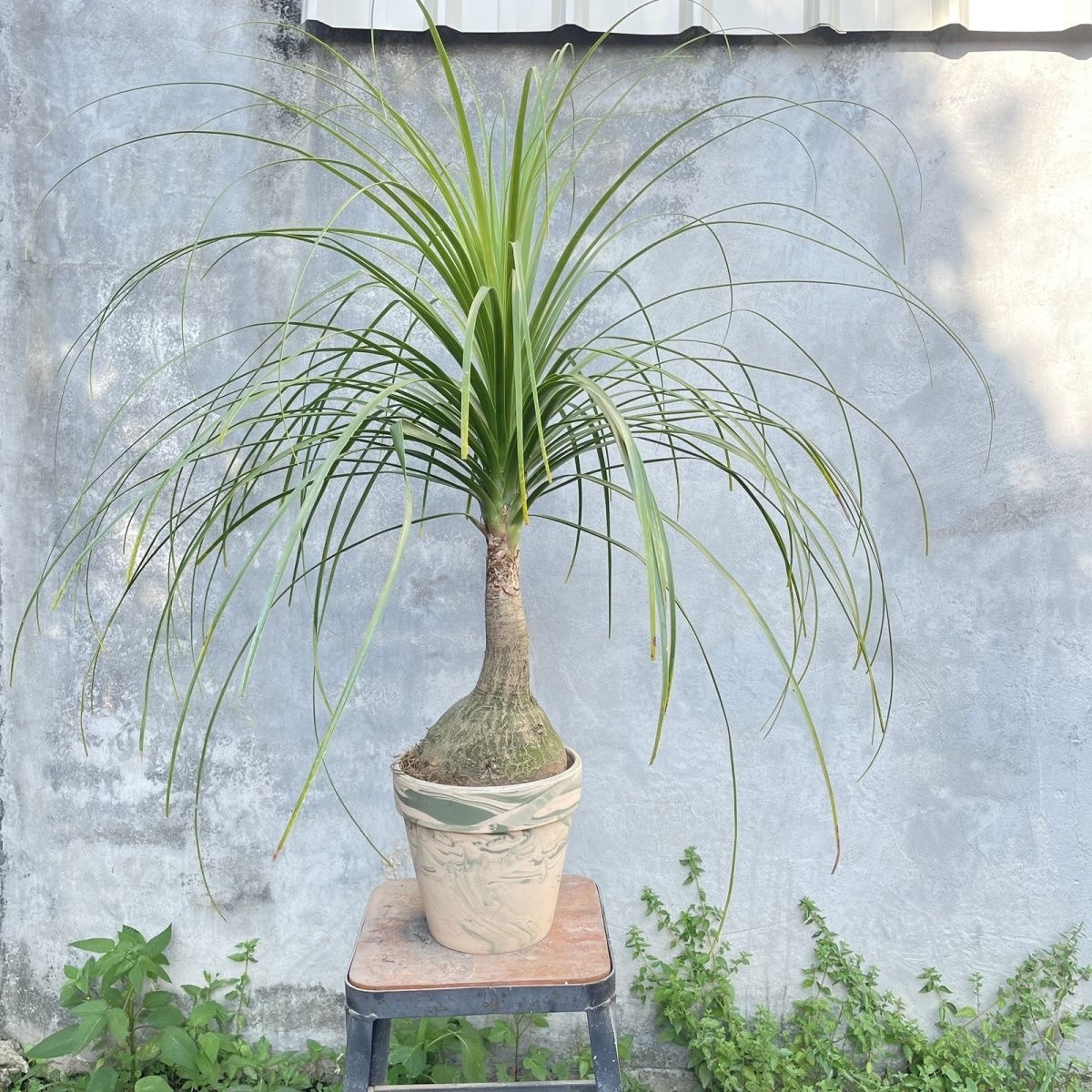 5-10cm Beaucarnea recurvata （Possible removal of some leaves）