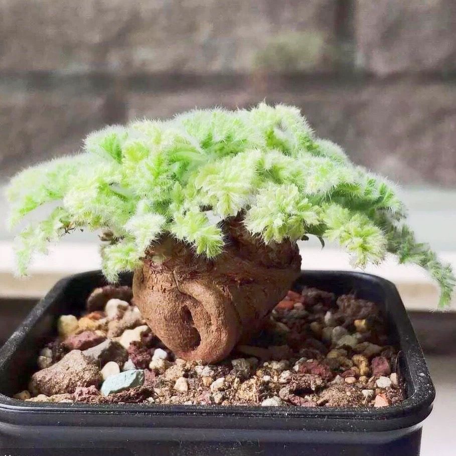 1.5-6cm Pelargonium triste