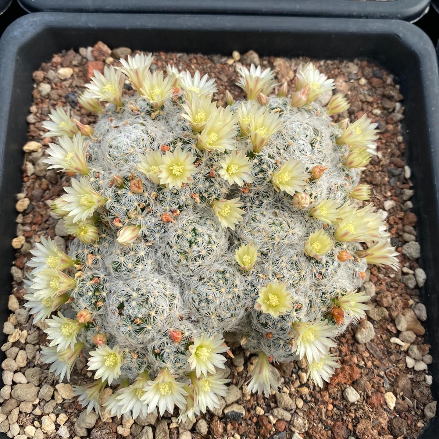 3-8cm Mammillaria duwei