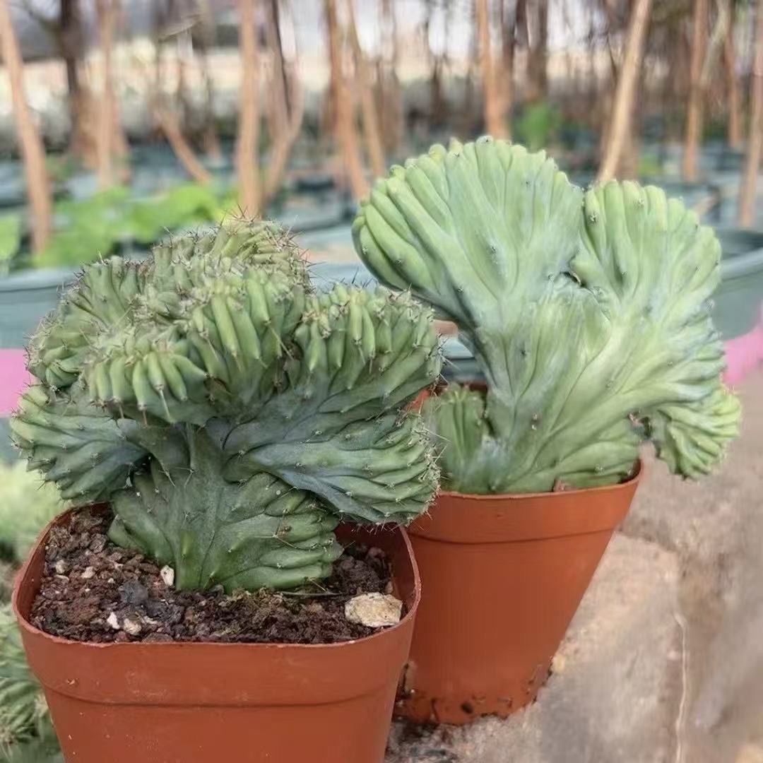 6-10cm Myrtillocactus geometrizans