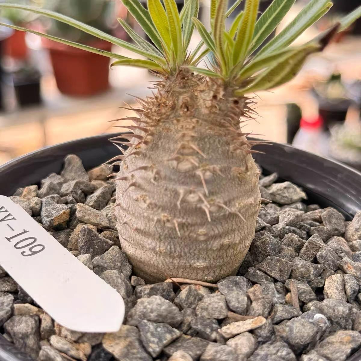 2-7cm Pachypodium rosulatum var gracilius