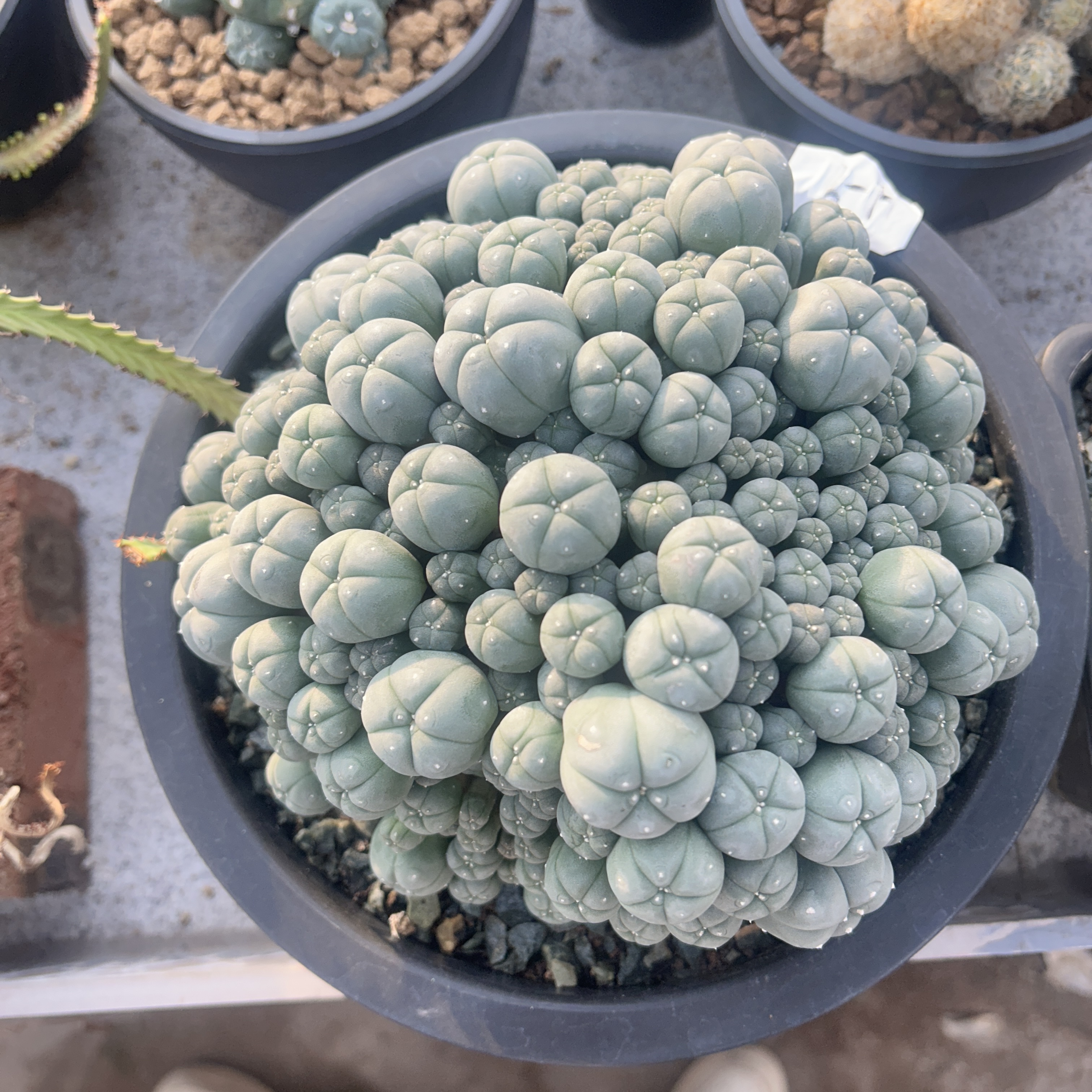 1.5-11cm Lophophora williamsii