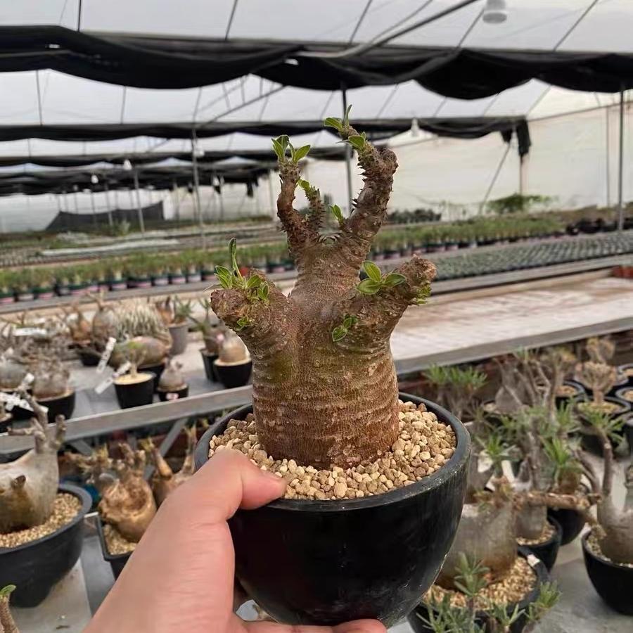2-6cm Pachypodium rosulatum subsp. makayense