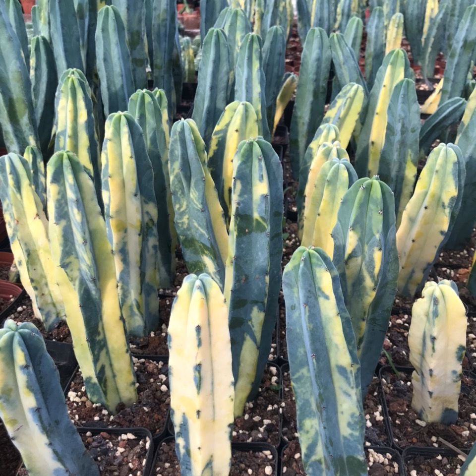 6-10cm Myrtillocactus geometrizans