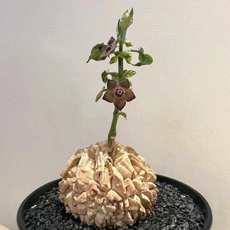 2-10cm matelea cyclophylla