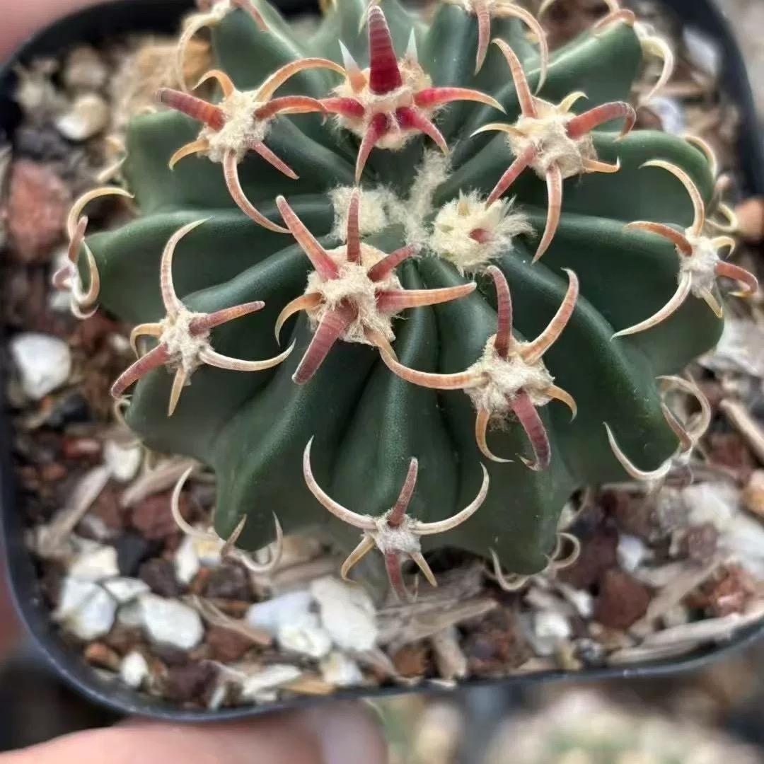 2-7cm echinocactus texensis