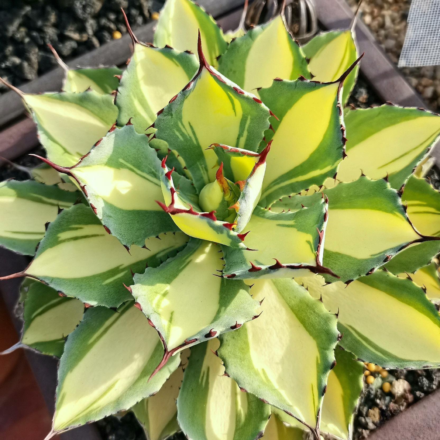 10-15cm Agave potatorum 'Kisshou-kan-nishiki