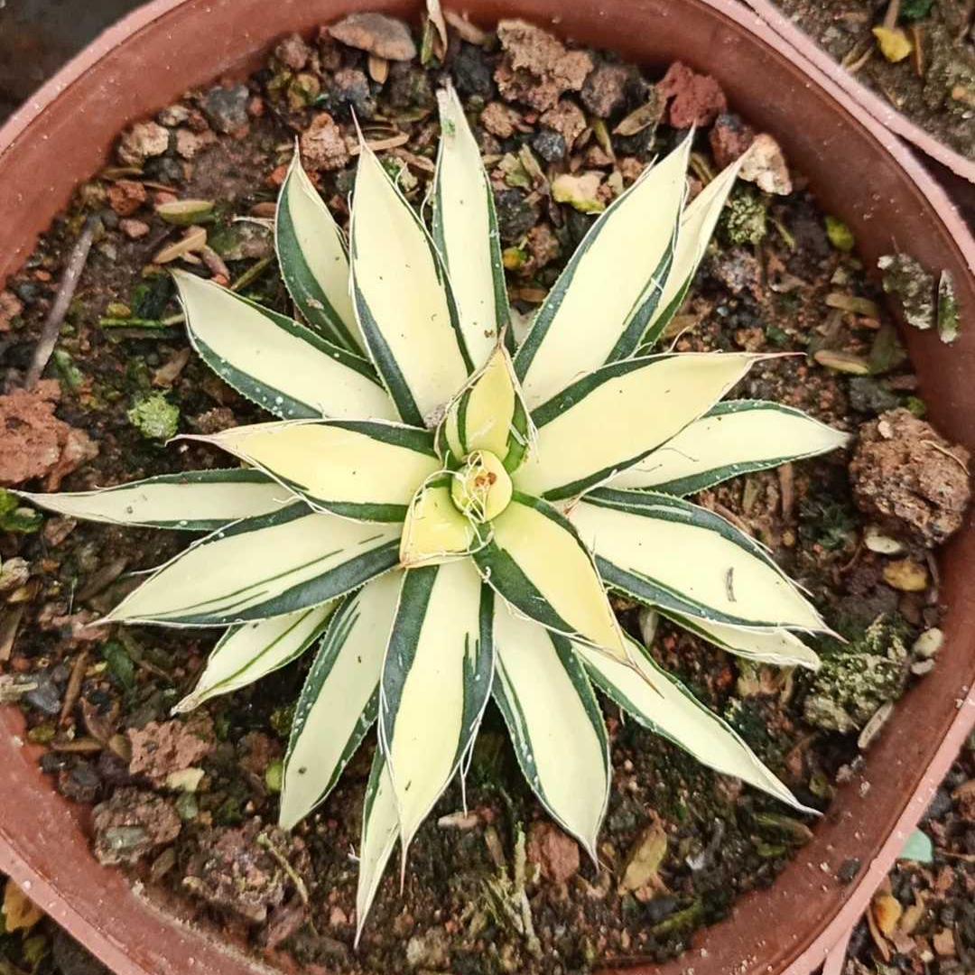 6-10cm Agave filifera 'Ouhi-midare-yuki
