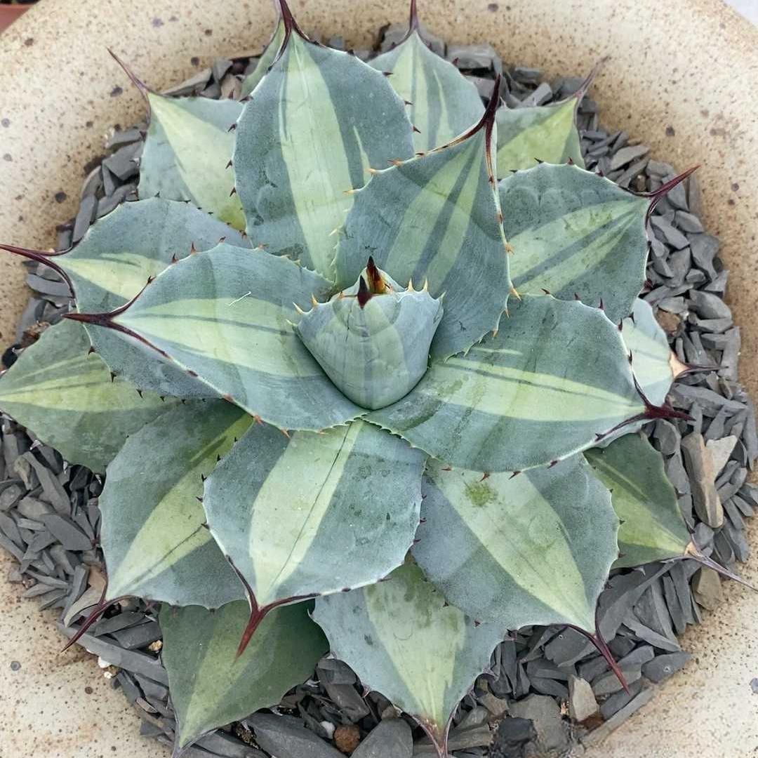 8-10cm Agave parryi ssp. huachucensis excelsior