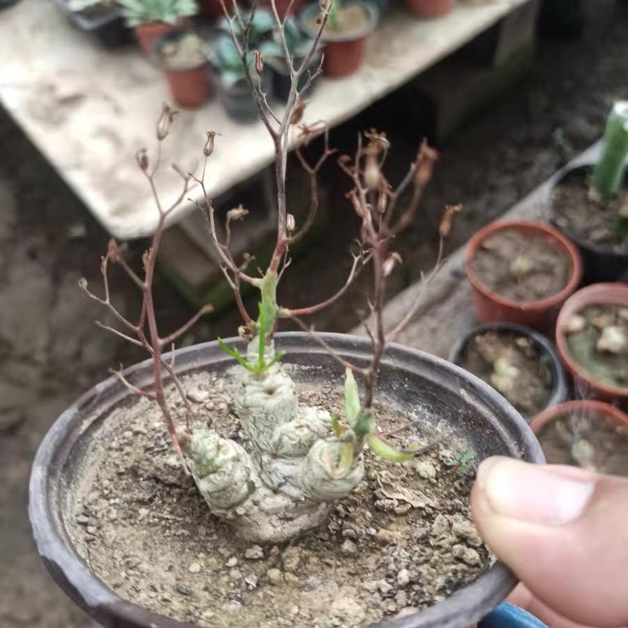 1.5-7cm tylecodon reticulatus