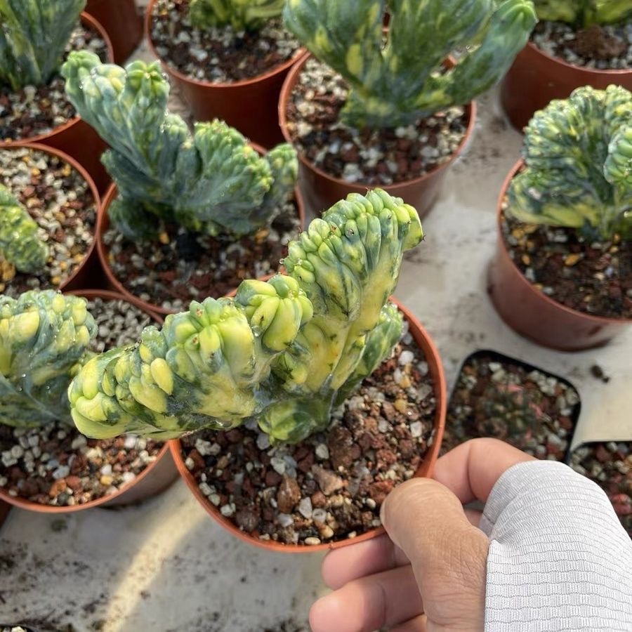 6-10cm Myrtillocactus geometrizans