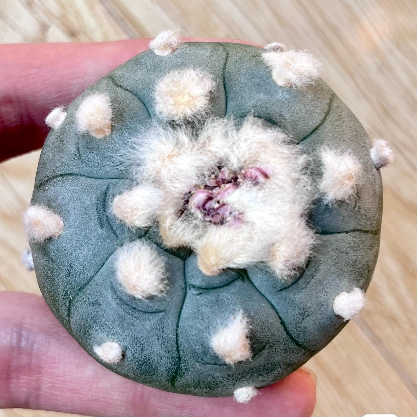 1.5-11cm Lophophora williamsii
