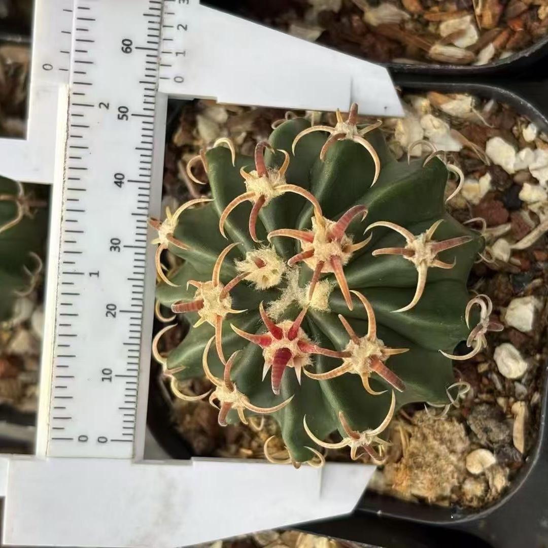 2-7cm echinocactus texensis