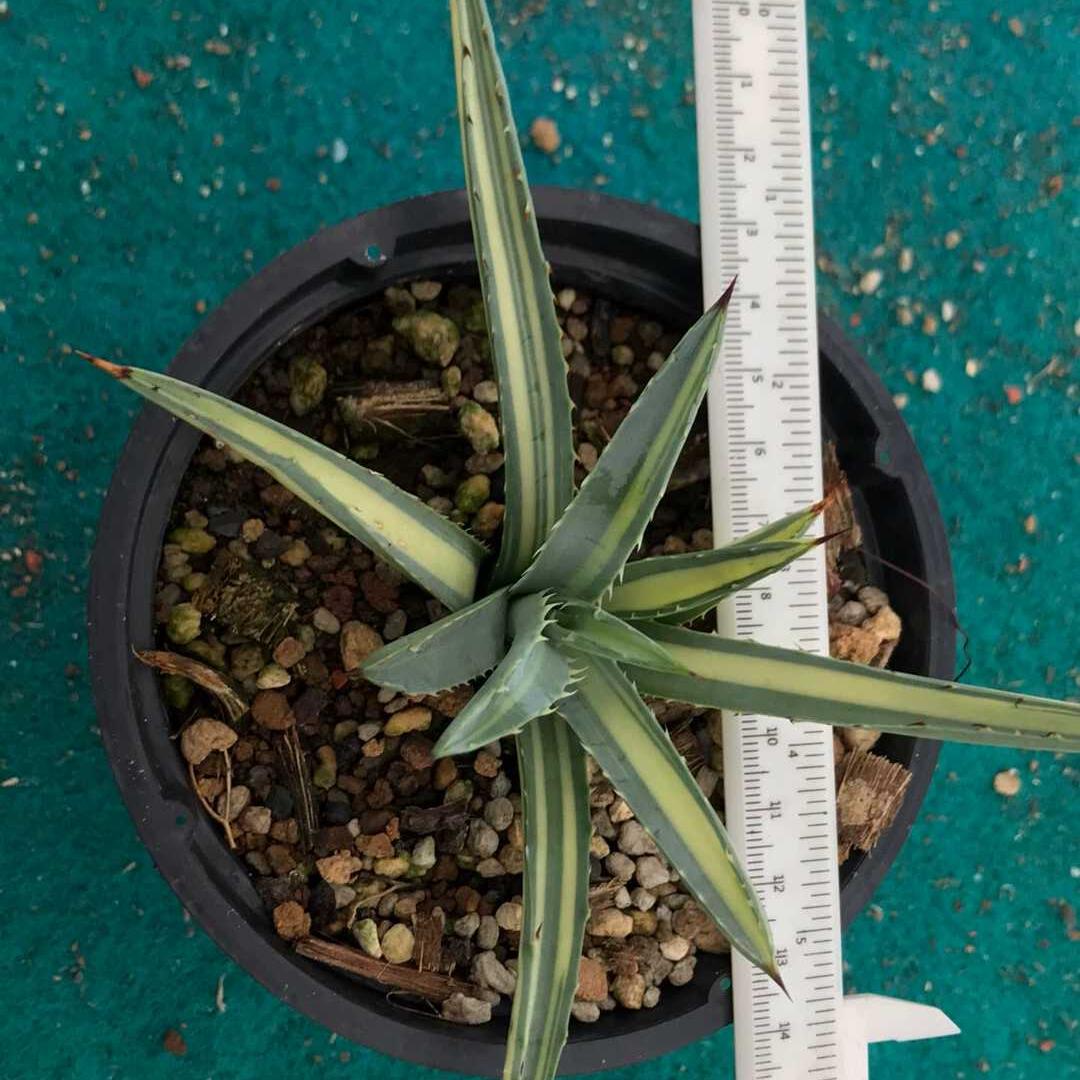 10-15cm Agave macroacantha mediopicta
