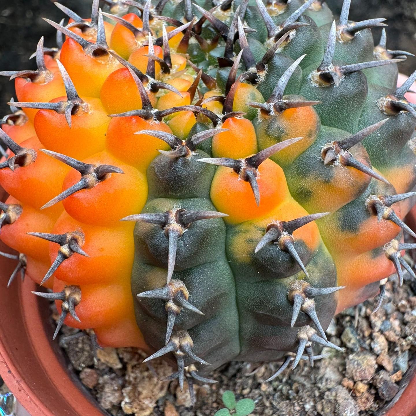 4-5cm Gymnocalycium bodenbenderianum
