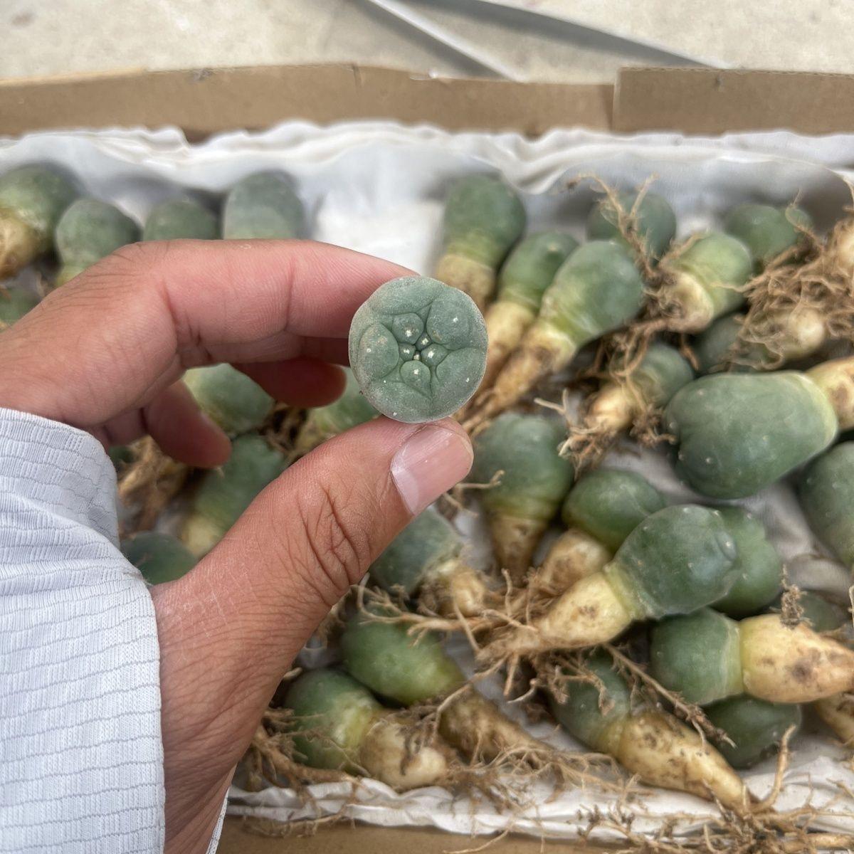 1.5-14cm Lophophora fricii