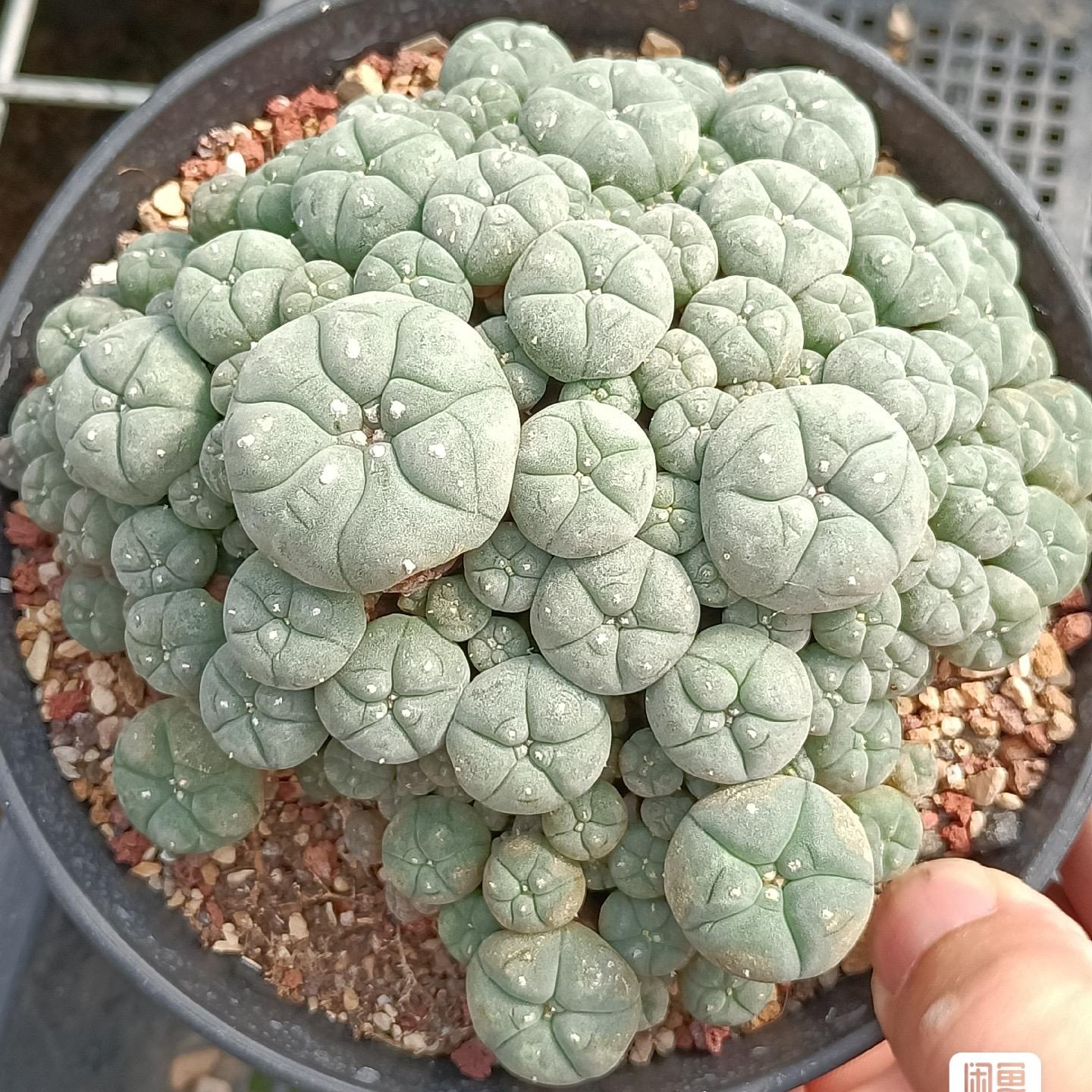 1.5-11cm Lophophora williamsii