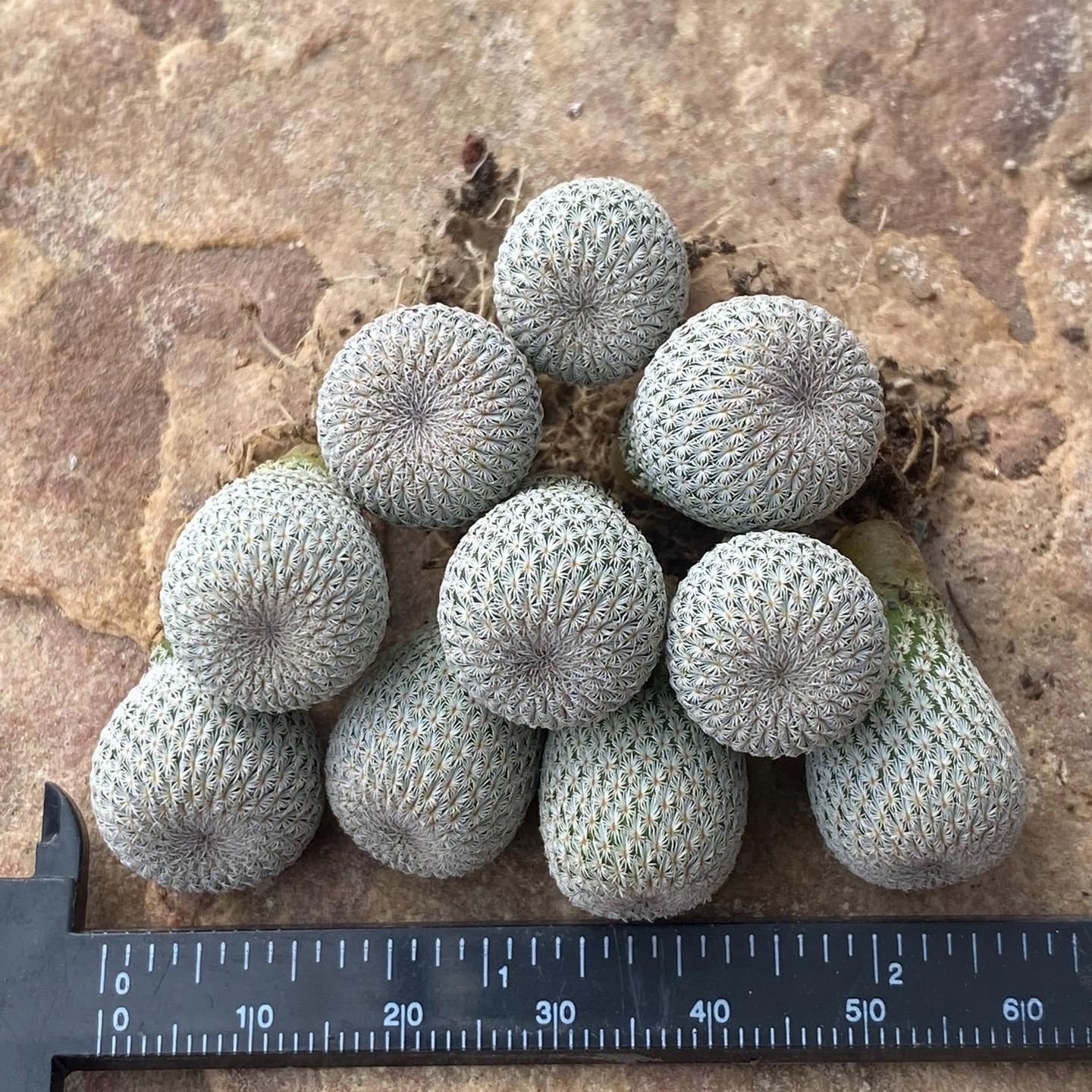 2-10cm Epithelantha micromeris