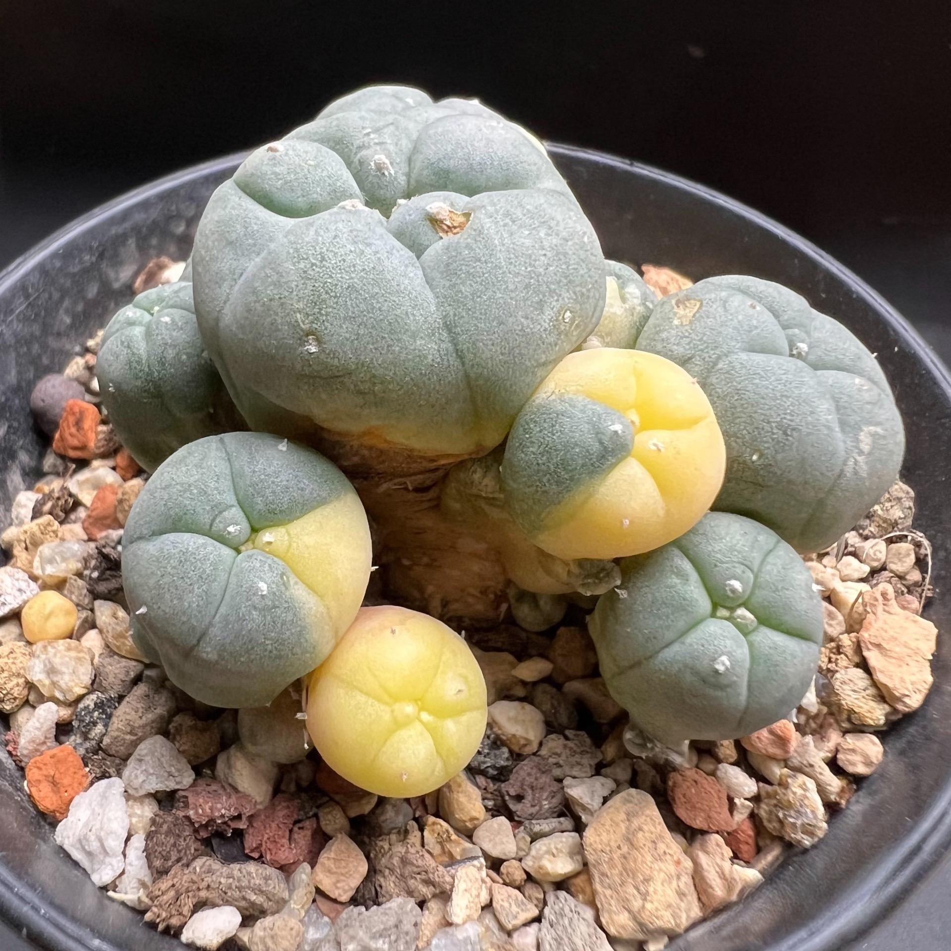 1.5-11cm Lophophora williamsii