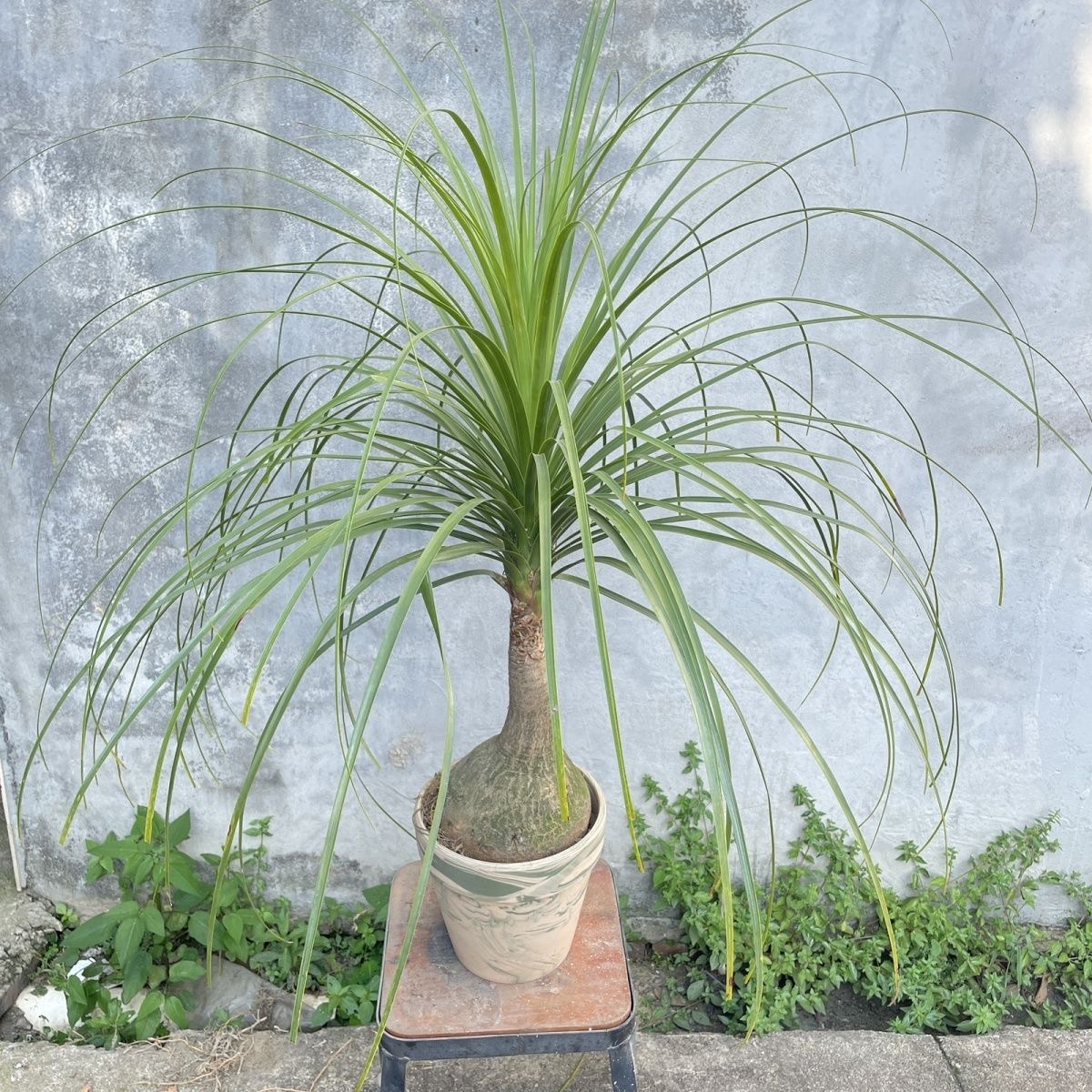 5-10cm Beaucarnea recurvata （Possible removal of some leaves）
