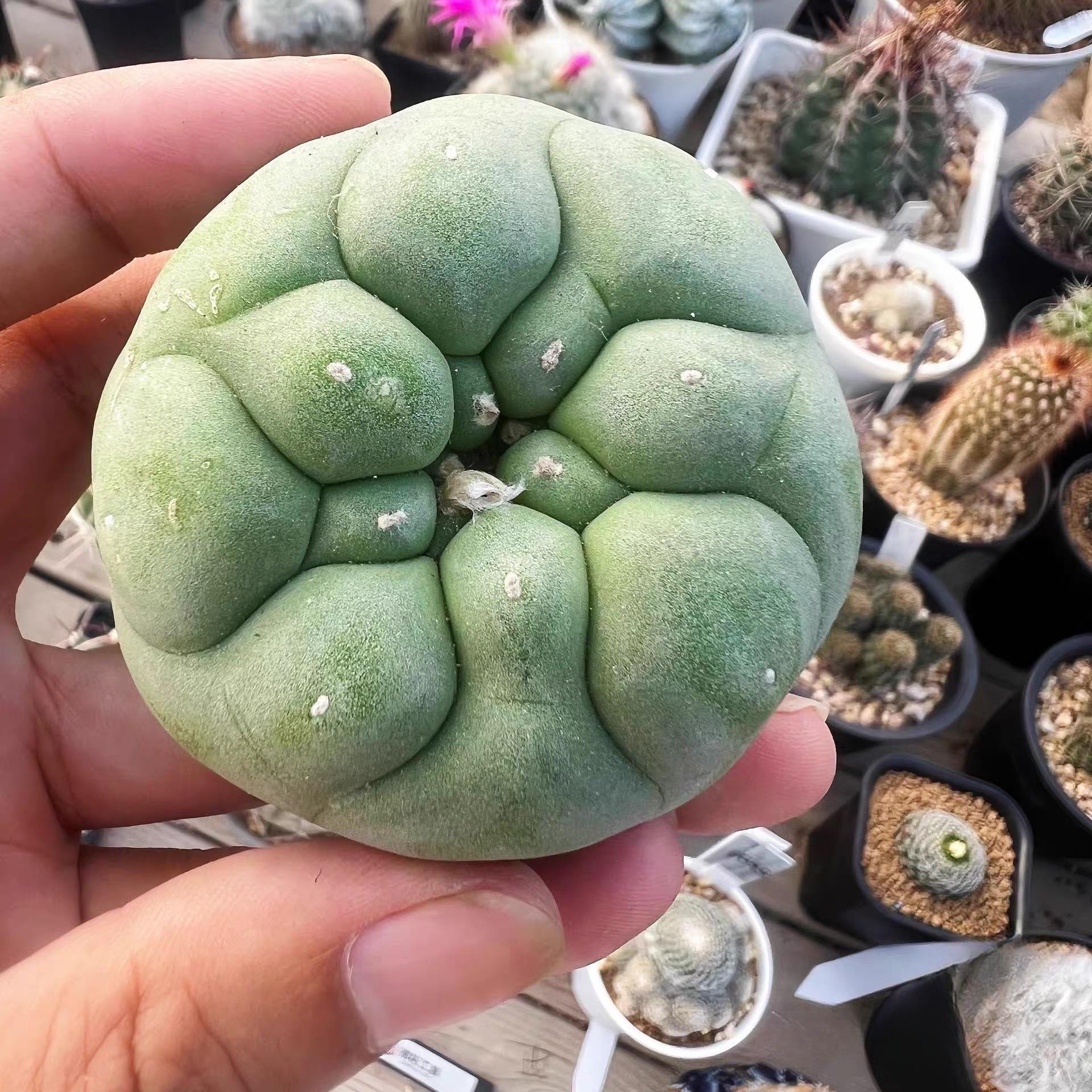 Lophophora diffusa cactus （single head）