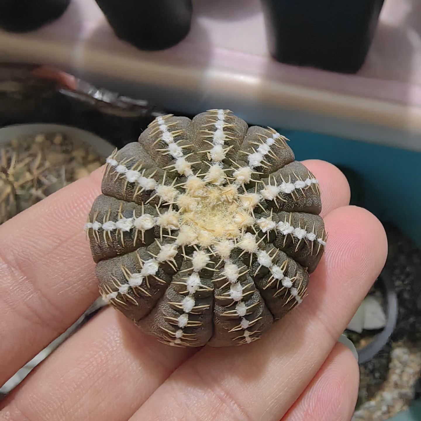 3-6cm Gymnocalycium ragonesei