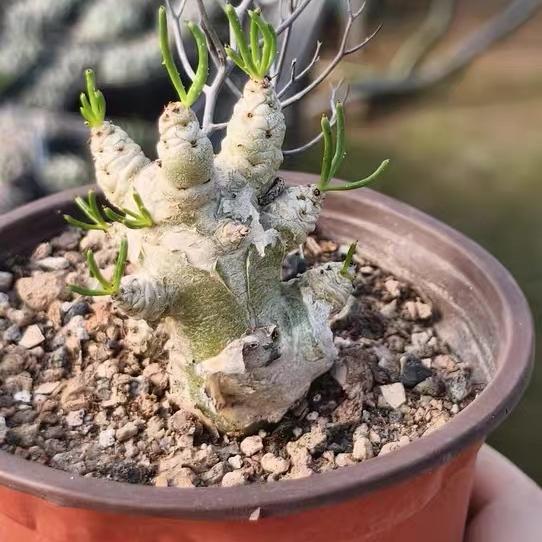 1.5-7cm tylecodon reticulatus