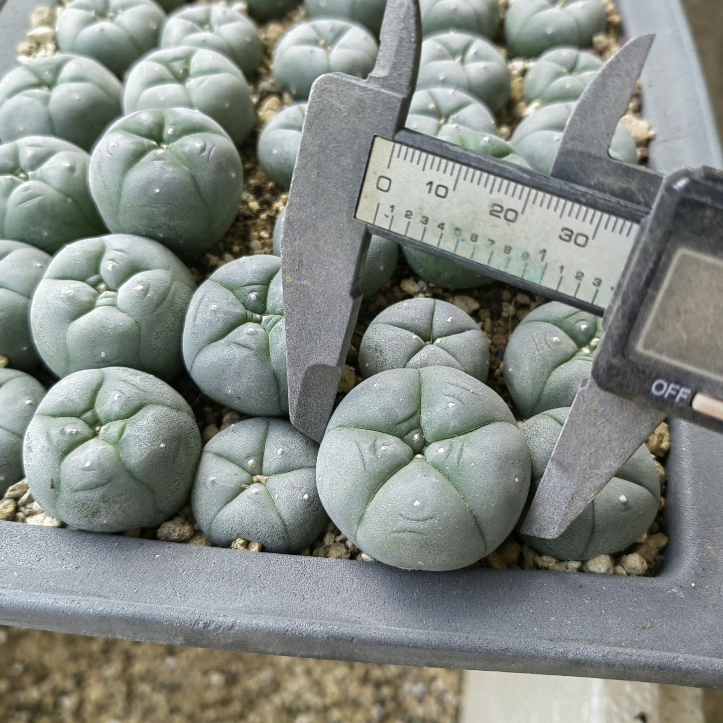 1.5-11cm Lophophora williamsii
