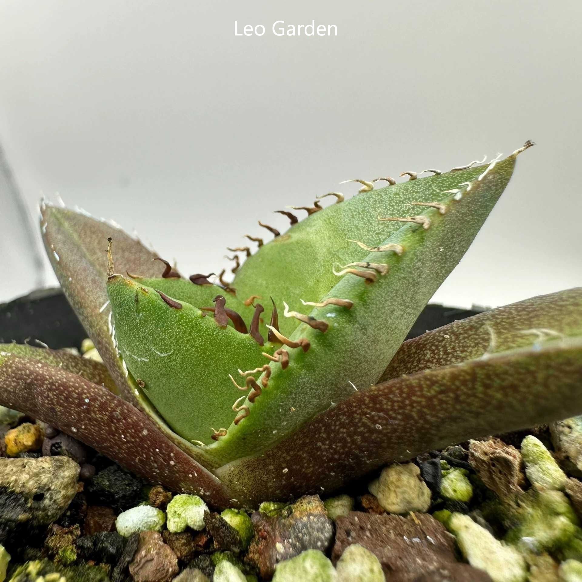 2-10cm Agave Titanota Juggernaut