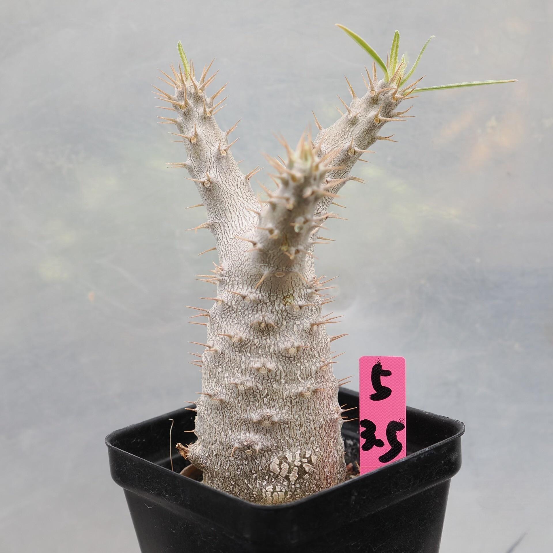 2-6cm Pachypodium rosulatum subsp. makayense