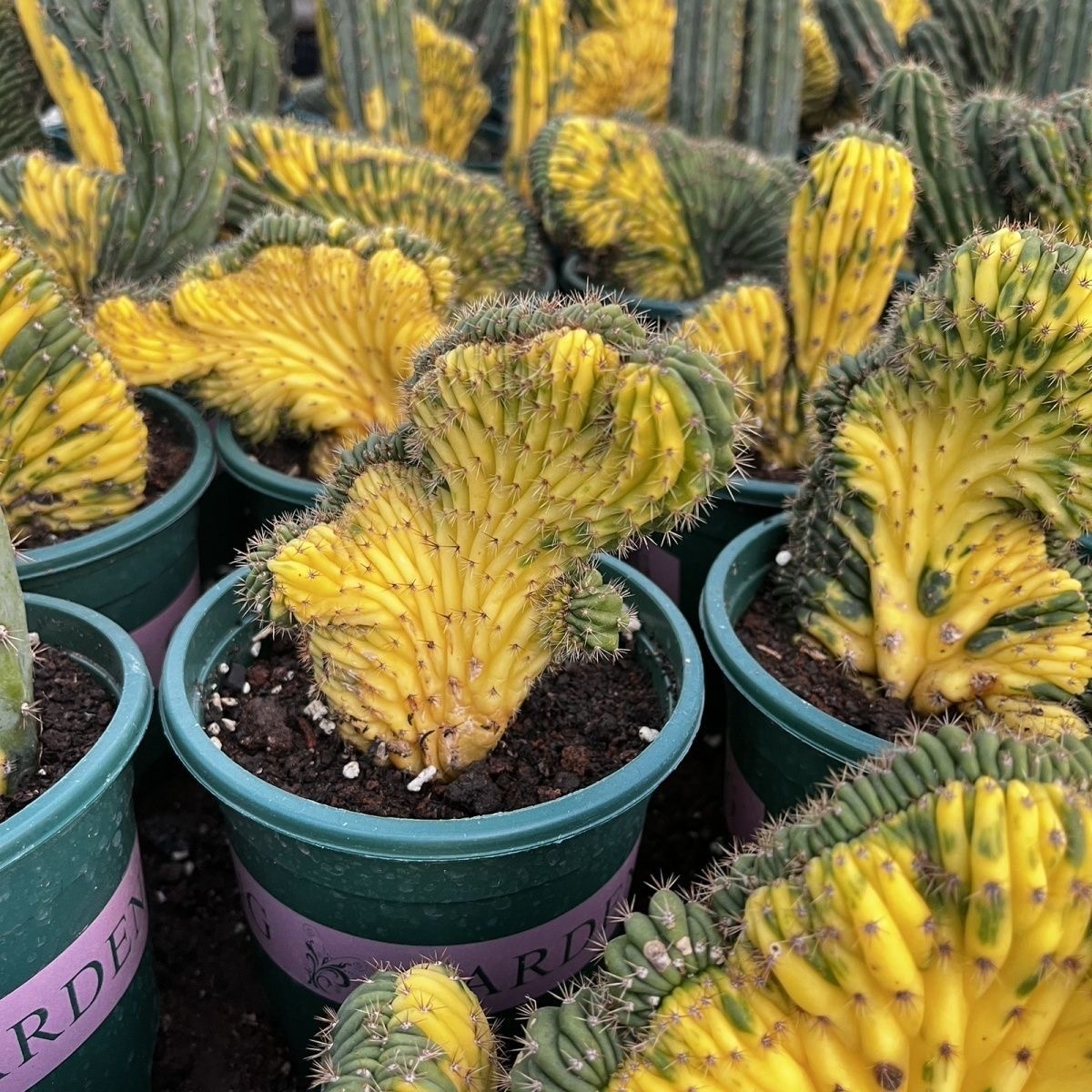 5-10cm Trichocereus Pachanoi