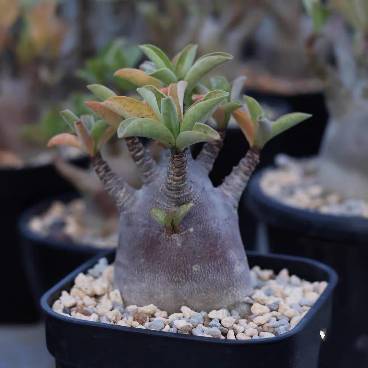 4-12cm Adenium arabicum 'Godji'