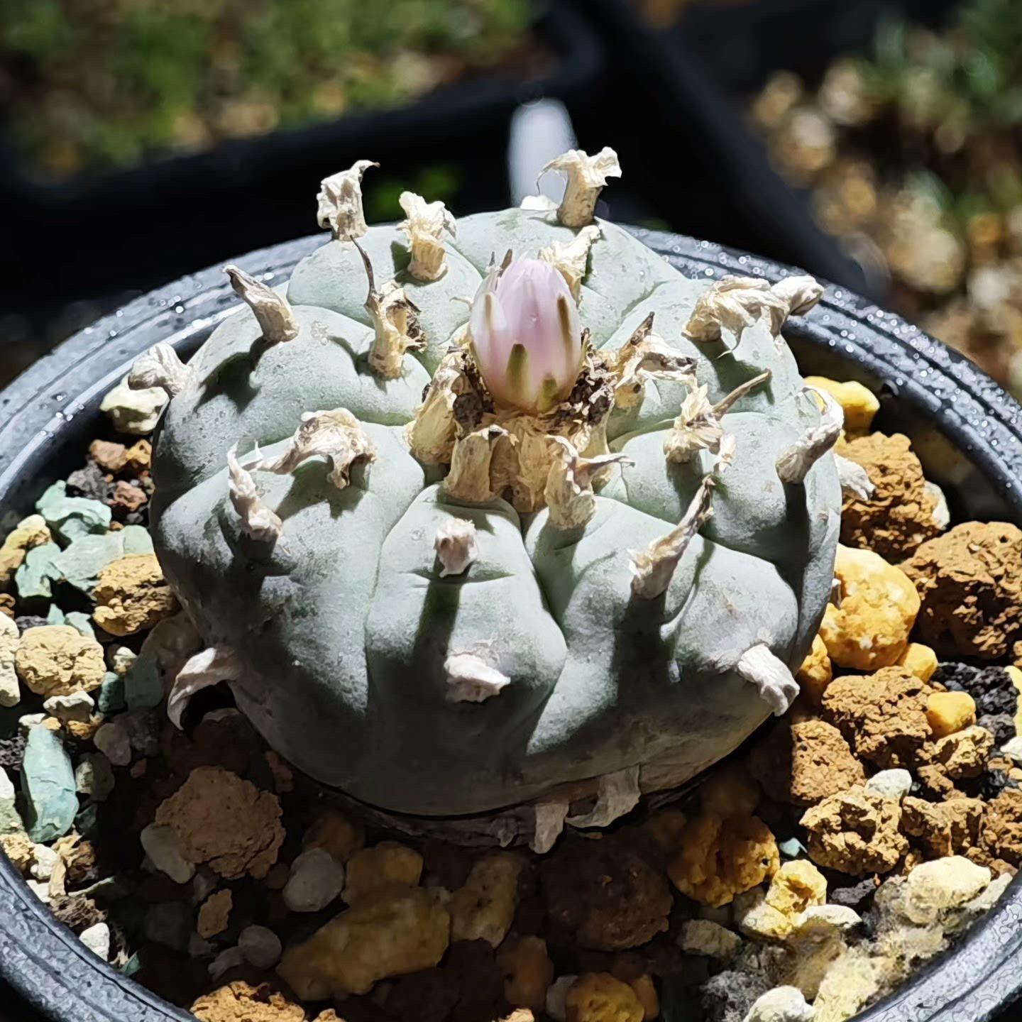 1.5-11cm Lophophora williamsii