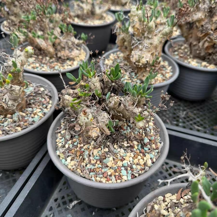 1.5-7cm tylecodon reticulatus
