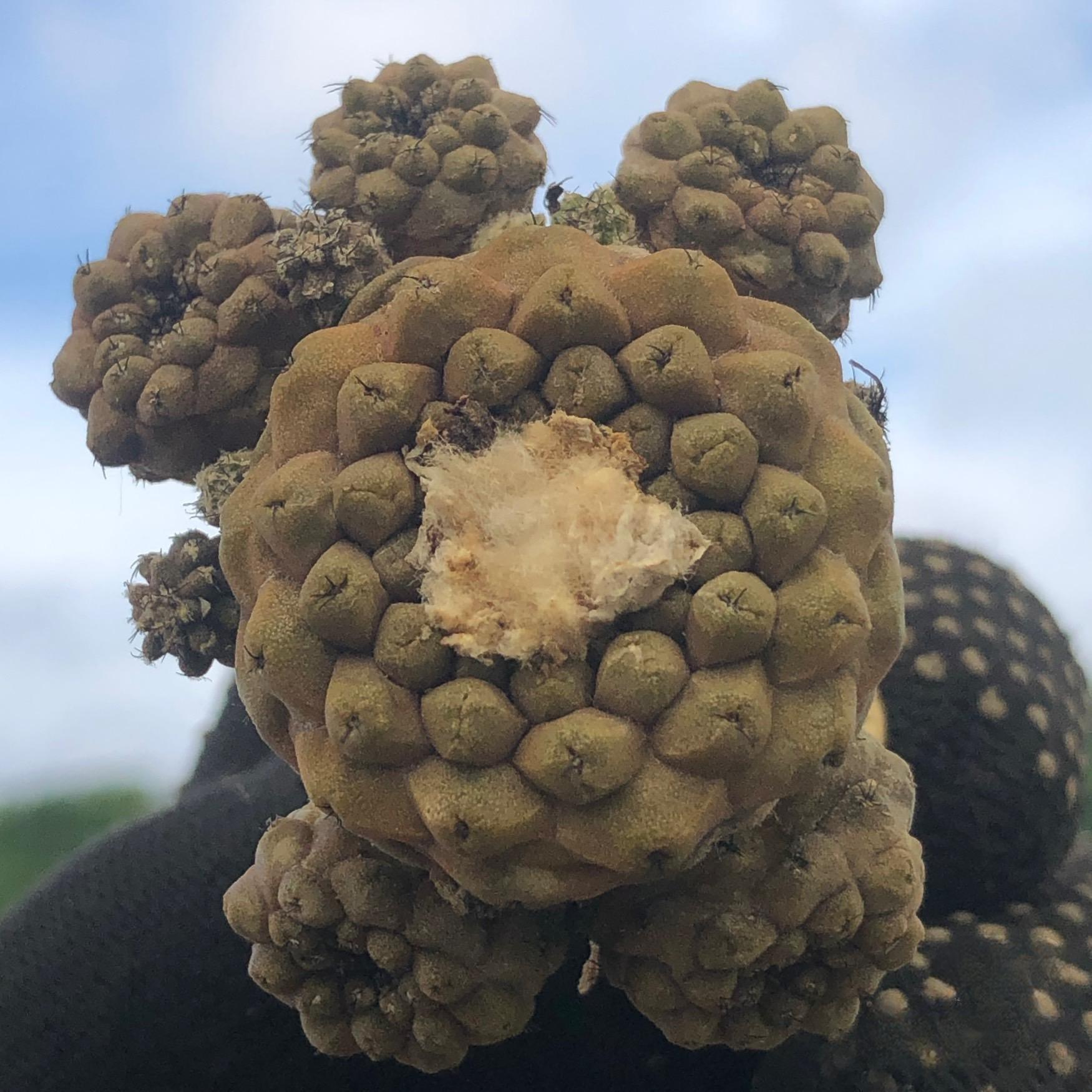 Copiapoa hypogaea