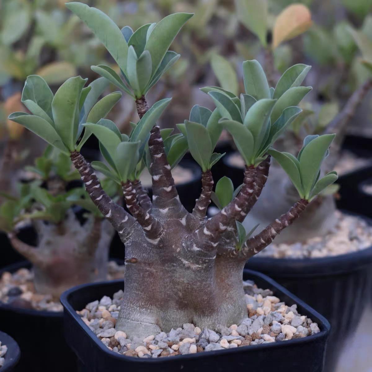 4-12cm Adenium arabicum 'Godji'