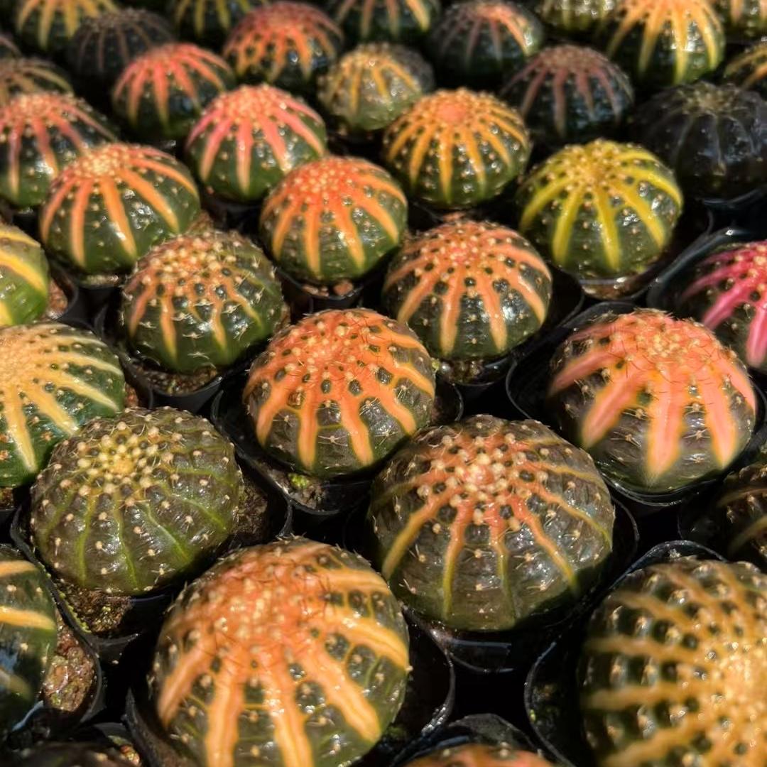 3-6cm Gymnocalycium ragonesei