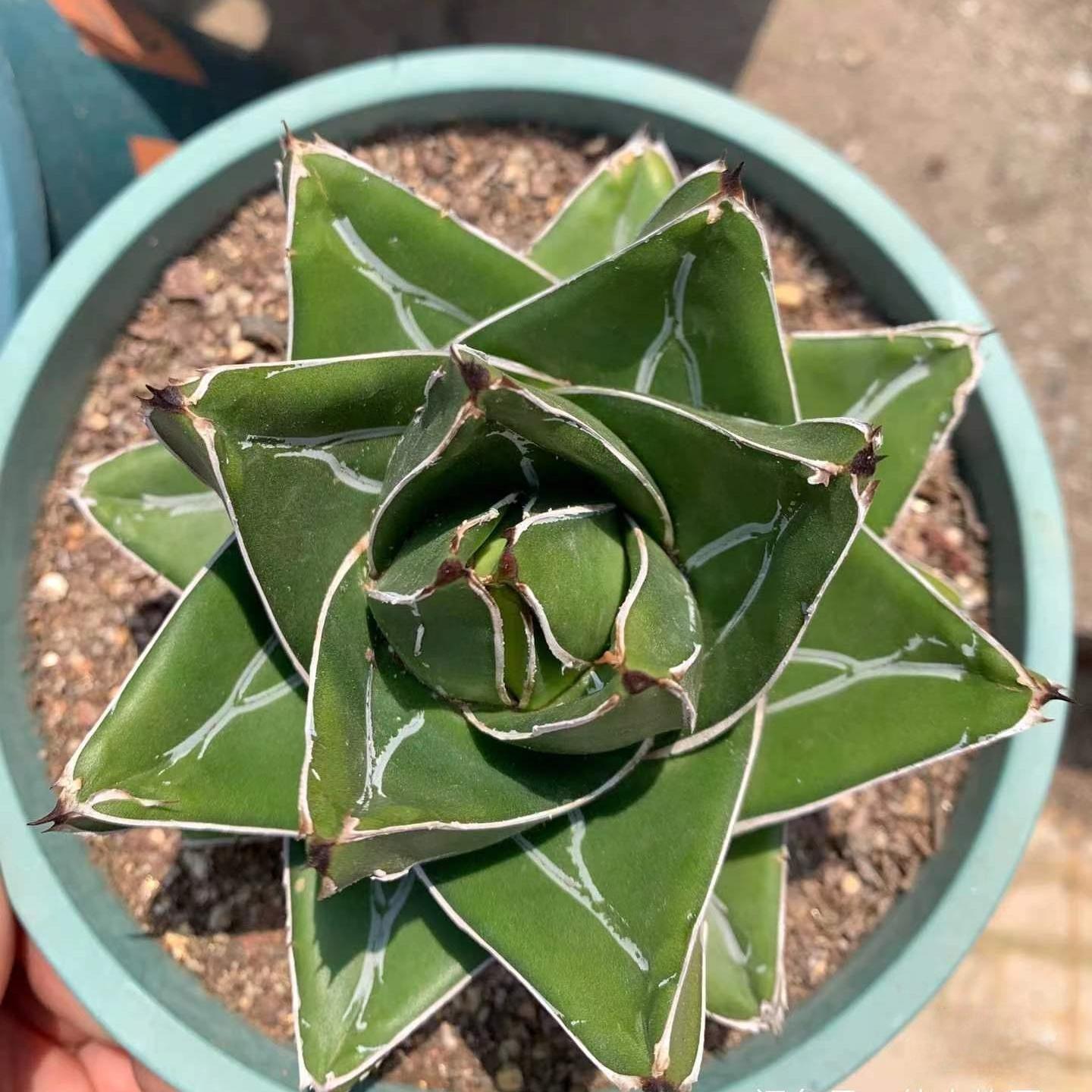 8-10cm Agave victoriae-reginae 'Super Wide'（subadult）