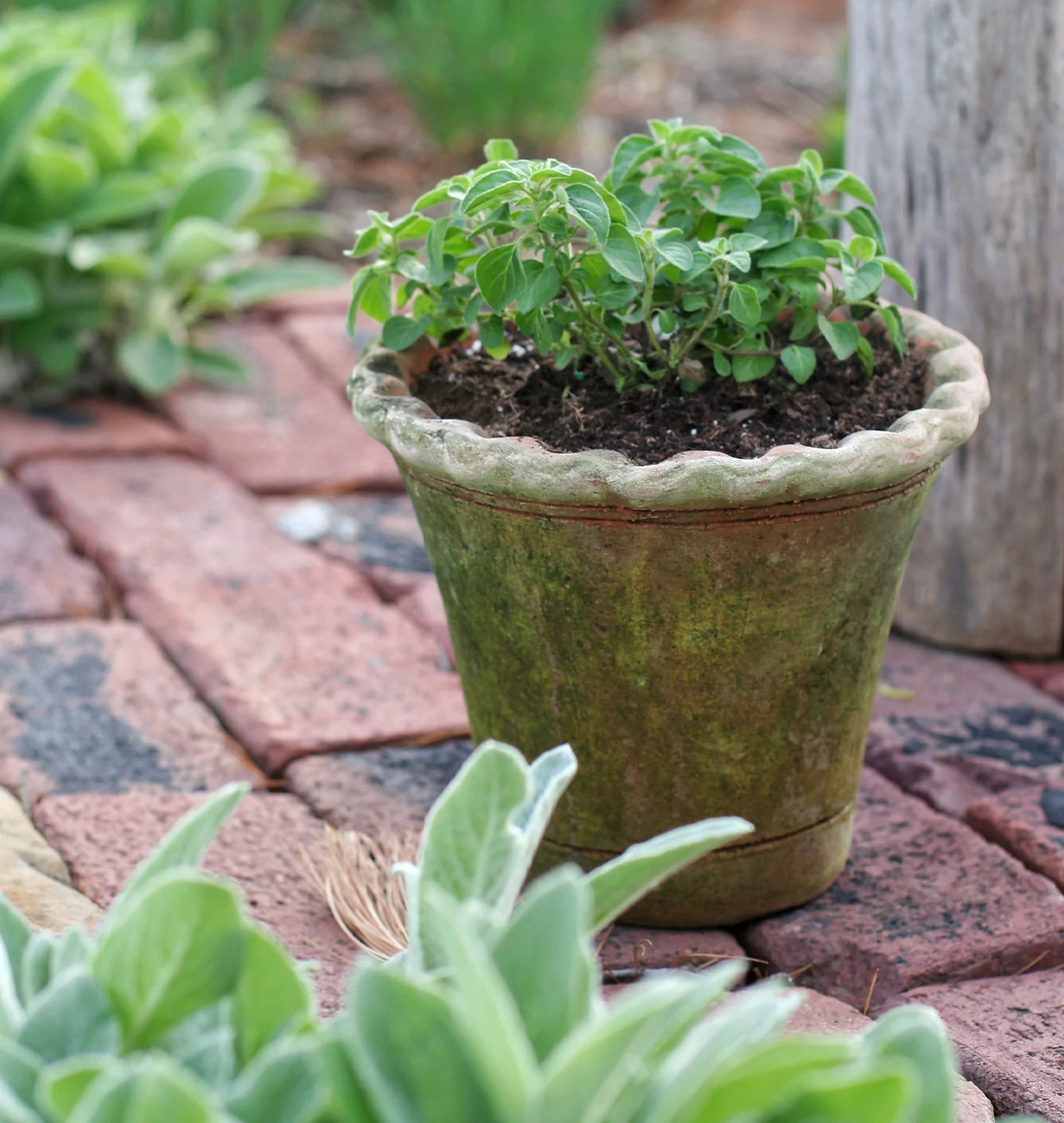 Scalloped Nursery Planter