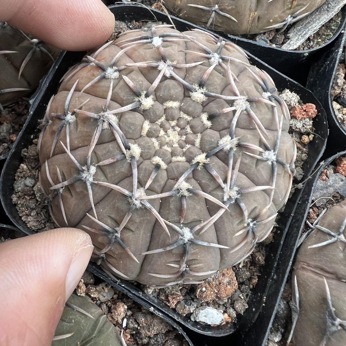 4-5cm Gymnocalycium bodenbenderianum