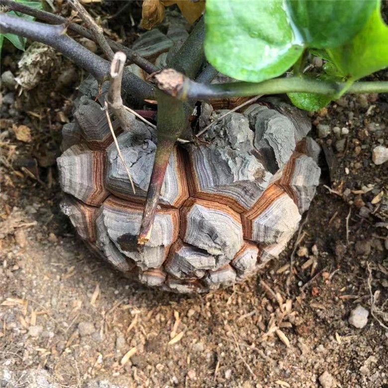 4-6cm Dioscorea elephantipes