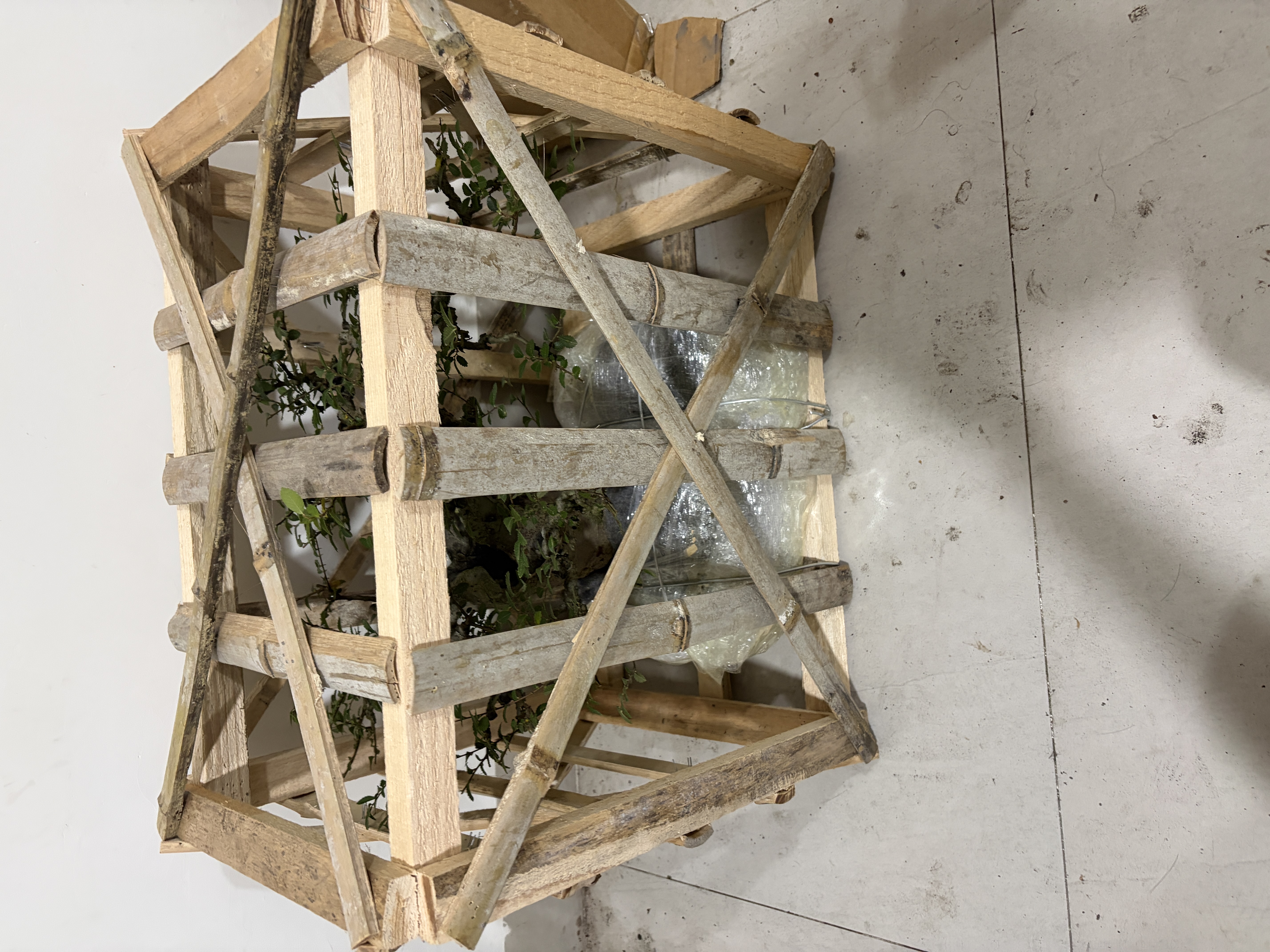 Customer‑supplied live plant, shipping & plant cost at customer’s own expense