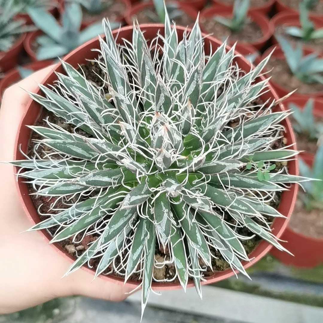 5-7cm Agave toumeyana subsp. bella（tissue culture）